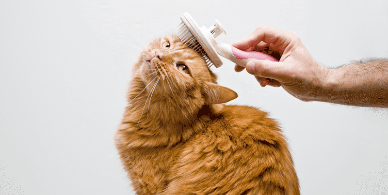 184607712 Living with Cat Allergies