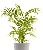 PALM TREE