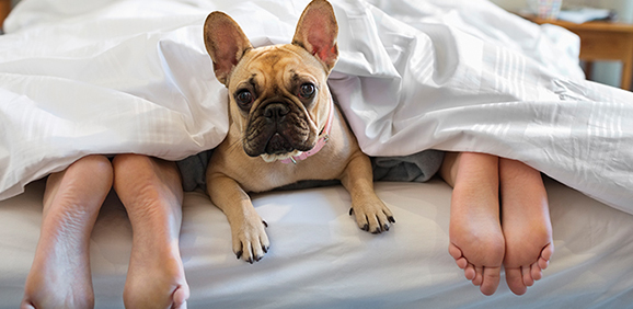 signs of guinea pig sickness